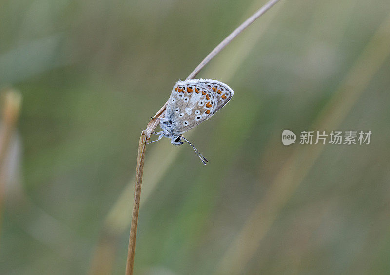 棕Argus蝴蝶(Aricia agestis)